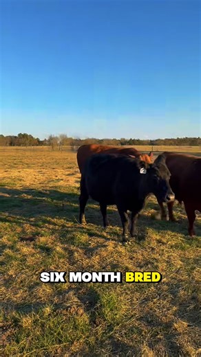 Here’s an example of why we always put a bull in with our turnout cows. We know everyone has their own methods that work for them, this is just what we've found works best for us! #rutherfordlandandcattle #bubbarutherford #rlc #bredcattle #farmlife #cattle #christiantiktok #cattletiktok #aggear #agriculture #farm #ranch #performance #apparel #norbrook #animalhealth | Rutherford Cattle