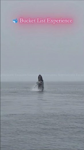 Monterey Bay Whale Watching in 30 Seconds 🐋 Bucket List California Adventure