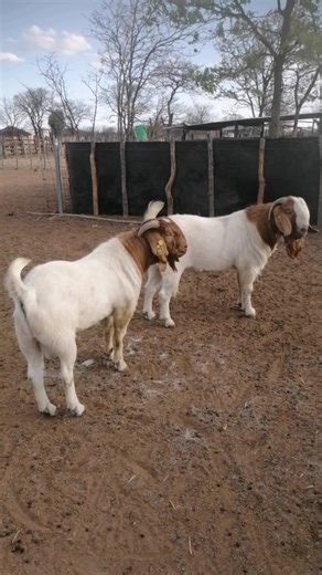 These young bucks are sired by the legendary Locknut. | Mokwadi Boer Goat Stud - BB73