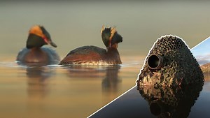 Why You Should Photograph Birds From a Floating Hide