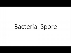 Bacterial Spore - Microbiology