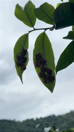 1.9K views · 72 reactions | In Thai, this insect is called Tao-Thong (which literally means ‘gold turtle’), even though it’s not a turtle and it isn’t gold at all. Thai names can be funny sometimes! They were so cute. This was my first time seeing so many of them together, such a rare sight. Even seeing just one ladybug is already hard to find these days.  | Bandzlam | Facebook