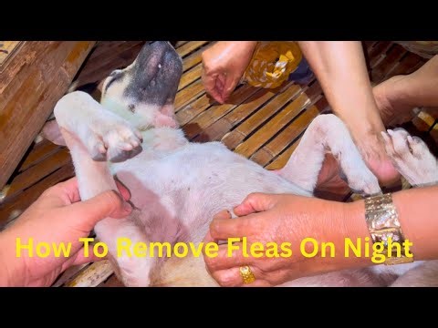 My mother shown How To Remove Fleas On Night from my dog