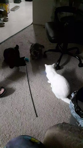 so we originally brought this for Tripod but because it's a hard plastic we didn't want him hurting himself. So we tried it with the cats and they love it #indoorcatlife