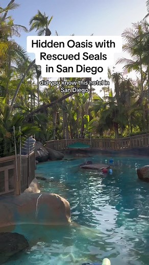This is one of the coolest secret spots in San Diego! The Bahia Resort has three rescued seals right in front and it’s so much fun watching them play and swim around. Did you know about this place?🦭✨ #sandiego #secretspot #hiddengem #thingstodoinsandiego #missionbay #missionbeach #seals #wildlife #aquarium #sealife #marinelife