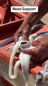 Amazing Cuttlefish Beak Explained