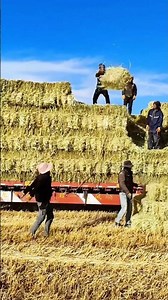 Loading hay onto the truck: A great team is efficient and cohesive