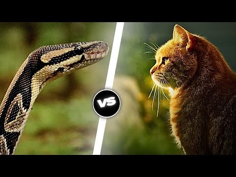 Cat 🐱VS🐍 Snake: Who will be the Winner?