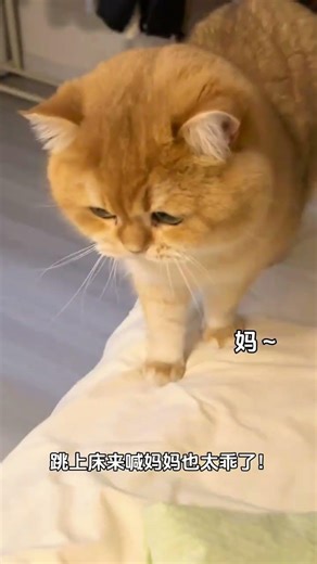 Morning Cat Chat: The Sweetest Meow You'll Ever Hear