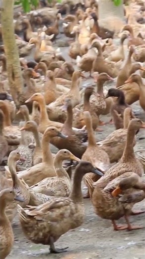 How to make duck farm