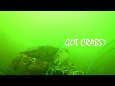 Here's What Happens to your Crab Snare (footage worth the risk!)