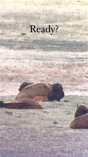 4.1K views · 32 reactions | Mom doesn’t seem to concerned about the coyote! Video credit @lorenleishman #bison #coyote #wildlife #yellowstone #yellowstonenationalpark #ollincompany | Porcupine Adventures | Facebook