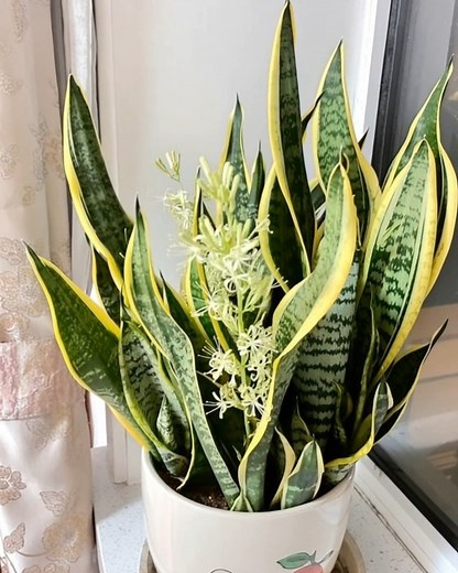53K views · 175 reactions | How To Get A Snake Plant To Flower? 4 Expert Tips For You! | Health Tips Tricks | Facebook