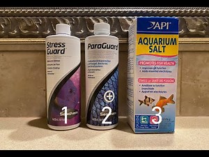 Easy 3- Step Quarantine Treatment Plan For Discus Fish