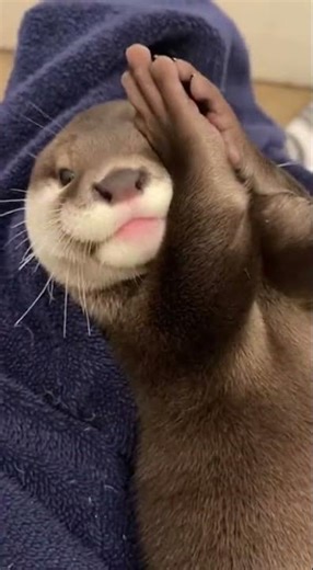 Otter Pup Face-Rub Squeaks