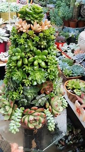 The making of succulent Christmas tree 🎄❤ | DeliSuccus Maria