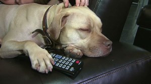 DirecTV launches TV network for dogs