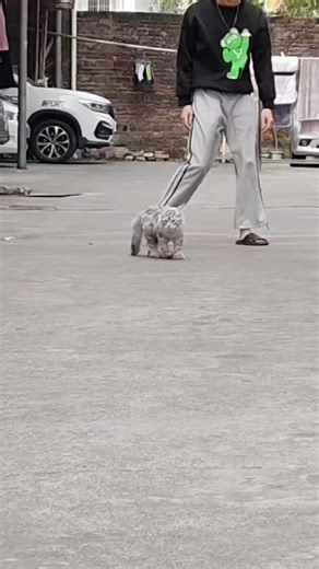 🦖#Digimon 🦖🎮 数码宝贝 #digimonadventure #digimonlatino #tai #matt *Sora *Izzy *Mimi *Joe *T.K *Kari *Agumon *Gabumon *Biyomon *Tentomon *Palmon *Gomamon *Patamon *Tailmon *Devimon *Etemon *Piedmon *Myotismon *Apocalymon *Chimeramon *Belphemon *Lucemon *excelente 《No vendo, solo quiero compartir contigo😁》 *CALIDAD *ANIME *FIGURA *coleccionista *funkocollector *ANIMÉ *MAYOREO *tiendaonline *cdmx🇲🇽 *mexico🇲🇽 *mayoreosurtido *mayoreomexico *FUNKOPOP *figurascoleccionables *Figura *COLECCION *col