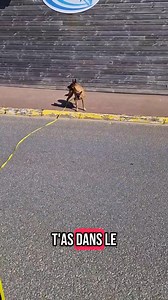 31K views · 638 reactions | Aujourd’hui, mission éducation avec Kira...