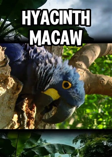 Discover the Magnificence of the Hyacinth Macaw