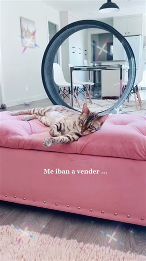 Síguenos para motivarnos ↗️ y danos un like ❤️ #Tiktokcats #Bengalcats #petlover #petchallenge #bengal #fyp #bengali 😹