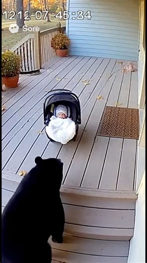 68K views · 734 reactions | Brave Dog Protects Baby from Bear #BraveDog #HeroDog #BearAttack #ViralVideo #SecurityCam#CaughtOnTape #DogSavesBaby #Unbelievable #RealFootage | Famous While Sleeping | Facebook