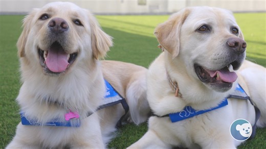 We’re thrilled to introduce Wise, our newest resident dog and a joyful addition to CHOC (part of Rady Children's Health)! She joins Lois, our first resident dog, in bringing comfort, smiles, and support to pediatric patients and their families. Trained from birth by Canine Companions, Wise knows more than 40 cues that help her assist children in reaching their clinical goals, calming anxiety, encouraging movement, and simply being a warm, reassuring presence during a hospital stay. Wise’s arriva