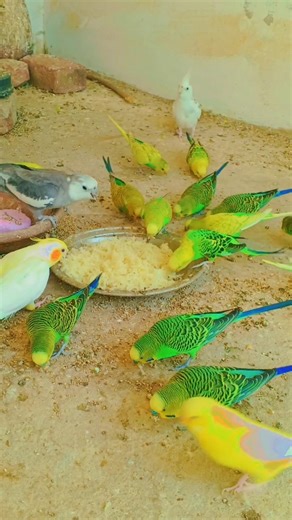 Beautiful Australian Cockatiel Food Time 🐦🥣💛#BirdChannel#BirdLovers#CuteBirds#Viral