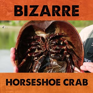 Ever seen a horseshoe crab THIS bizarre?! | Coyote Peterson