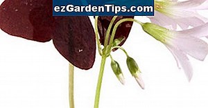 Cómo propagar una planta de Mandevilla 🌱 Tips Jardineros - Es.ezGardenTips.com