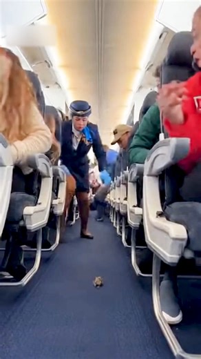 17K views · 41 reactions | Mouse enter the Airplane | U.S Aviation | Facebook