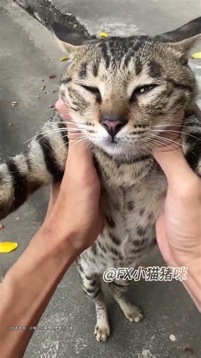 马上就要过年咯！#哈基米 #cat #喵哥是萌新 #小猫 #小猫咪能有什么坏心眼 #貓咪日常 #cute #搞笑 #funny #kitten #catshorts #catlove #pets