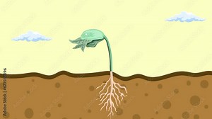 Animation of plants growing from seeds until they grow into plants