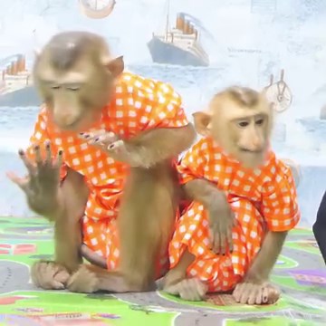 15K views · 452 reactions | Funny amazing monkey Vola chit chat talking too much made bro Kevin jeal-ous so funny | Family Monkey Vola | Facebook