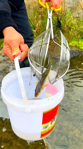 Amazing Fish Trap Technique – So Satisfying! 🎣🐟