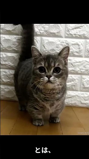 What is the Origin of the Minuet Cat Breed?