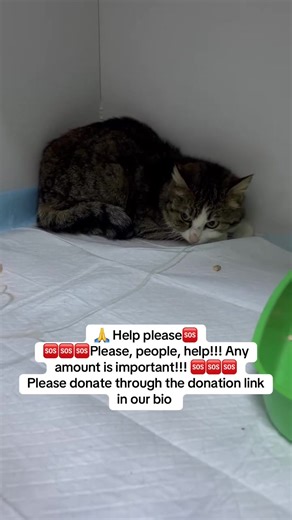 Ksyusha In the clinic for treatment. Very stressful. Stomatitis, hemobartenellosis, HVI, autoimmune anemia. Immunodeficiency. The cat is aggressive, which makes it very difficult to handle😿. Ksyusha is an ordinary street cat. Bloody gums. Wounds. Pain at every sip. She couldn't eat. She was silent. Like everyone else, they are silent. Because no one cares about them. I paid $1500, thank you to everyone who helps 🙏 Debt as of 22.04 - $7735. 🙏 Help please🆘 🆘🆘🆘Please, people, help!!! Any amo