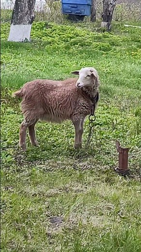 Cutest Spring Animals Ever #funnyanimals #naturelovers#cutesheep