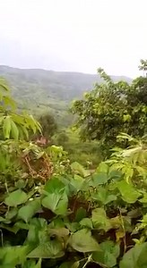 IMMERSION EN AMBAZONIE BAFUT UN BLINDÉ S'ÉVAPORISE APRÈS L'EXPLOSION D'UN EEI (ENGIN EXPLOSIF IMPROVISÉ) ACTIONNÉ PAR LES AMBAZONIENS. Bilan humain inconnu. N'ZUI MANTO | N'zui manto yi sep sep
