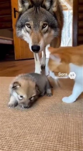 What?! 😱😱The moment the cat realized… she messed up 🐾😨