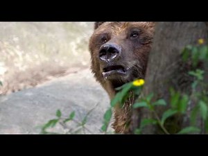 On October 30th, 2025, Elk Hunter Jesse Sayer Mauled By Grizzly Near Cochrane, Alberta, Canada