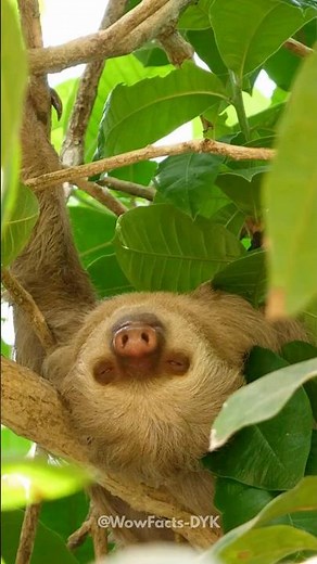 Slow Movers, Strong Swimmers — The Dual Life of Sloths 🦥