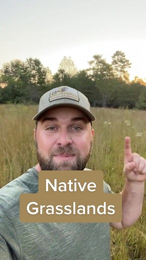 Why Native Grasses are Essential for Wildlife Habitats