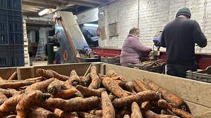 Serques : l’hiver trop doux fait baisser les ventes des carottes de Tilques produites par les Devienne