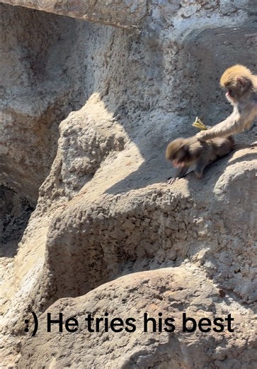 Punch 🎀 #punch #animals #japan #tokyo #korea | Animals Of TikTok