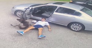 Watch: Excited Dog Knocks Down Man During Game Of 'Fetch'