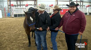 Racing towards heritage: Resurgence of Wild Horse Racing on Siksika Nation