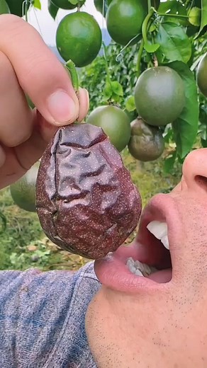 Beautiful Landscape of Delicious & Juicy Passion Fruit Farm | Fruit Harvest #fypviralシ #virals | Md Samim Ashraf 02