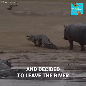 Two deadly enemies together in the same river. This couple of rescuers witnessed one of the most epic and least expected moments ever, after a baby hippo started playing with the tail of a wild crocodile… Credits: NikelaWildlife www.Nikela.org www.Youtube.com/NikelaWildlife www.Facebook.com/NikeaWildlife To support the heroes of the center to save more animals, visit: https://donorbox.org/help-save-africa-s-wildlife?amount=25" You can now also find us on Youtube: http://bit.ly/yt-thekiwi. Hit th
