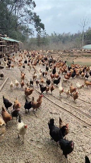 Learning how to start small and grow a chicken farming setup #easyfarming